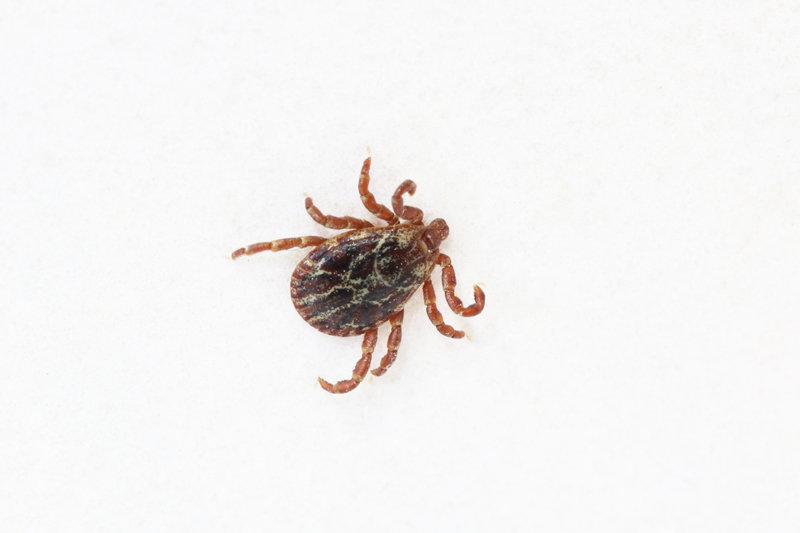 Una zecca in casa?  Sì, Dermacentor marginatus, maschio (Ixodidae)